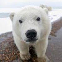 北極熊 2